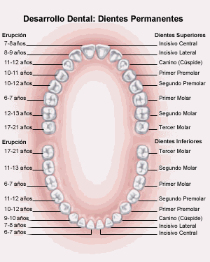 ¿Conoces bien tus dientes?